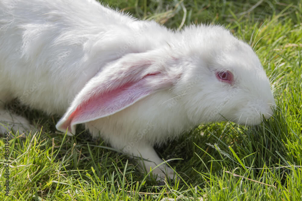 New Zealand Rabbit