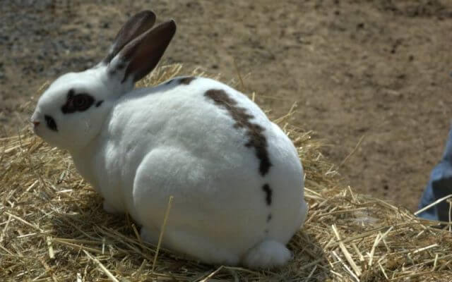 Rex Rabbit