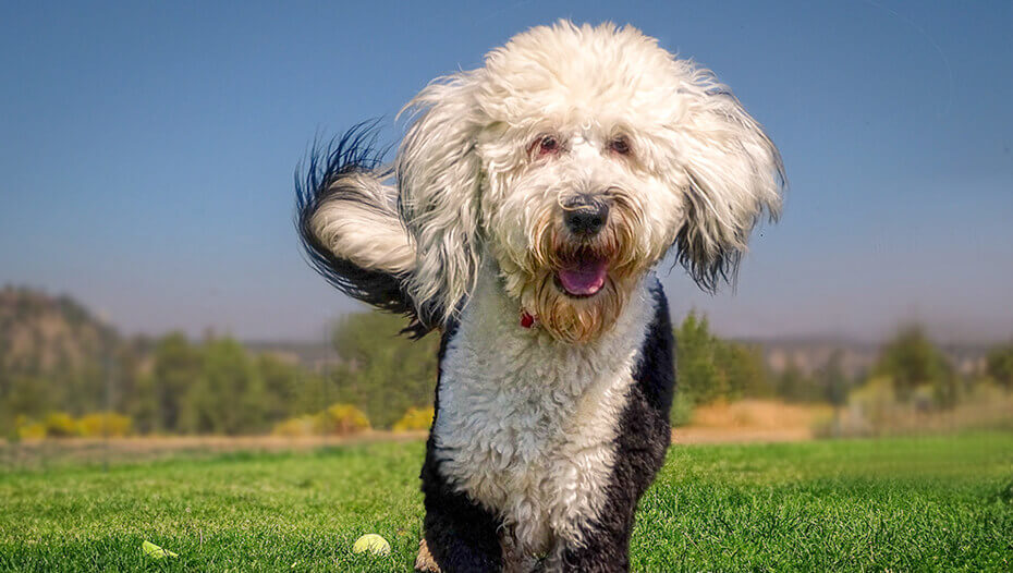 Sheepadoodle Dog
