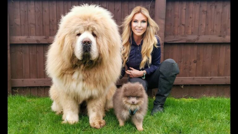 Tibetan Mastiff Dog
