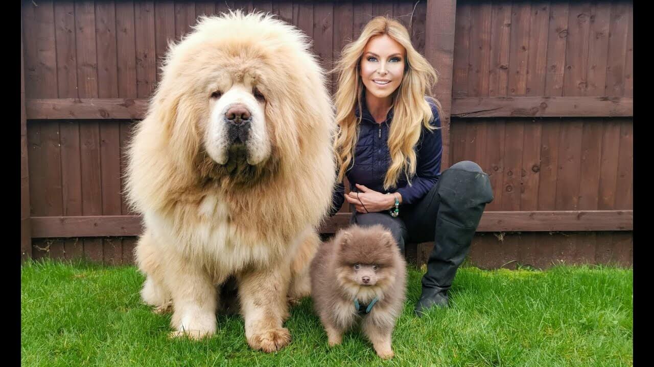 Tibetan Mastiff Dog