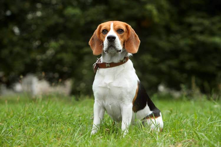 beagle dog