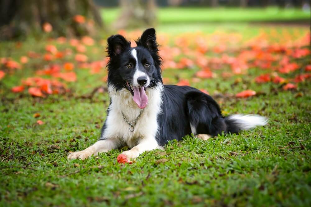 Border Collie Dog