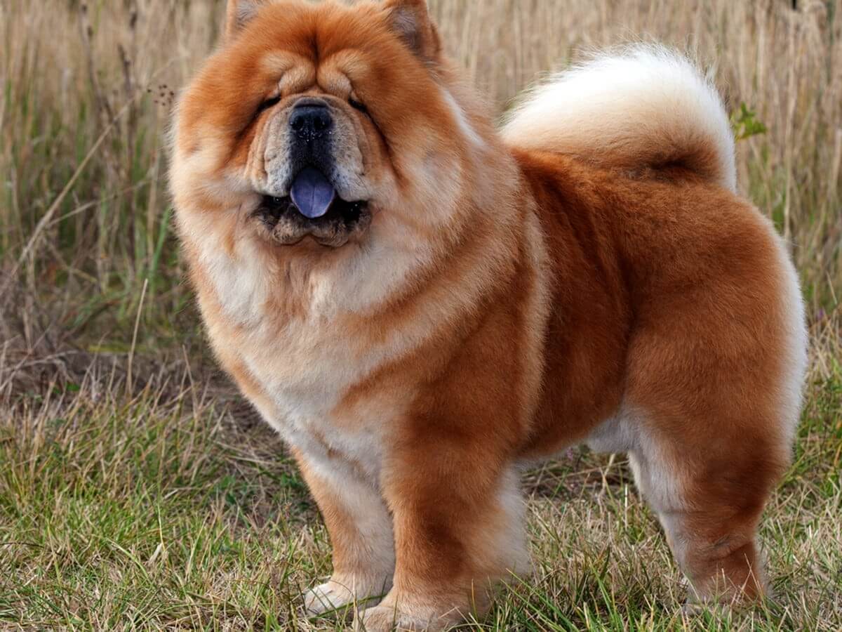 Chow Chow Dog