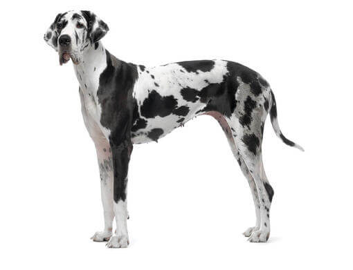 Great Dane Dog Health and Lifespan