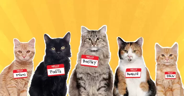 hp lovecraft cat name