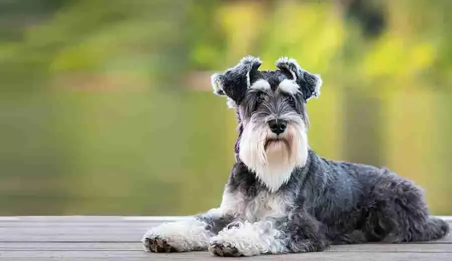 Miniature Schnauzer Dog