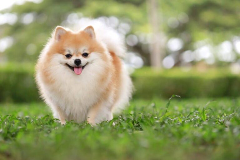 Pomeranian Dog