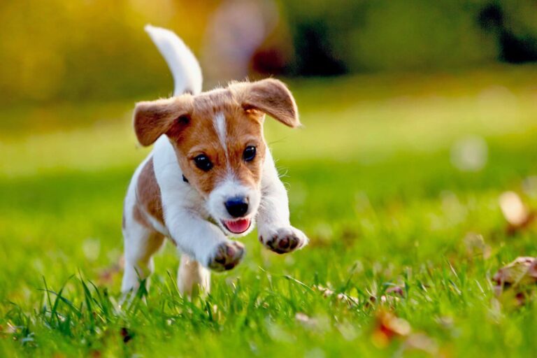 Russell Terrier Dog