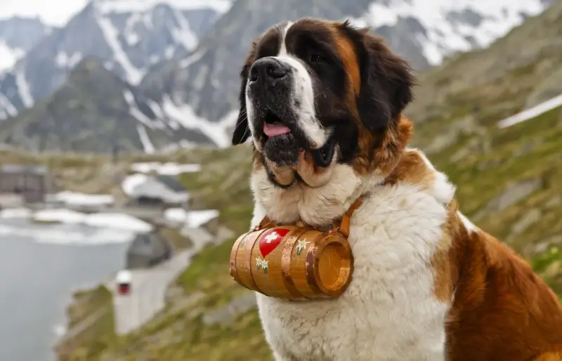 st bernard dog