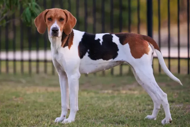 American Foxhound Dog breed