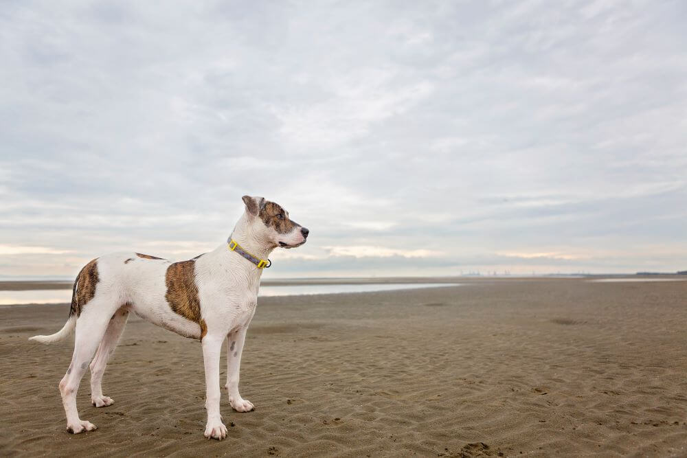 Bull Arab dog breed