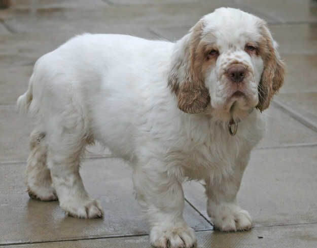 Clumber Spaniel dog breed