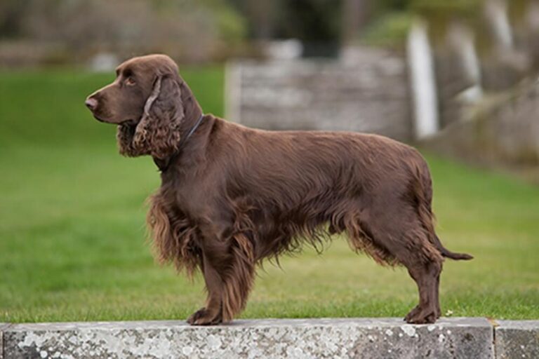 Field Spaniel dog breed