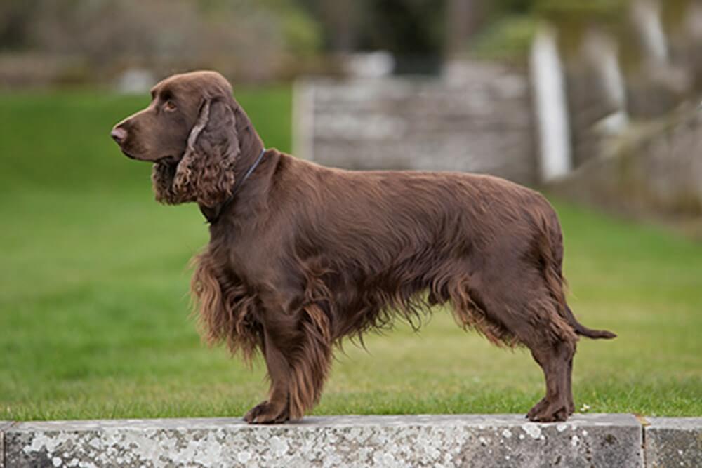 Field Spaniel dog breed