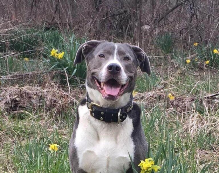 Mountain Cur dog breed