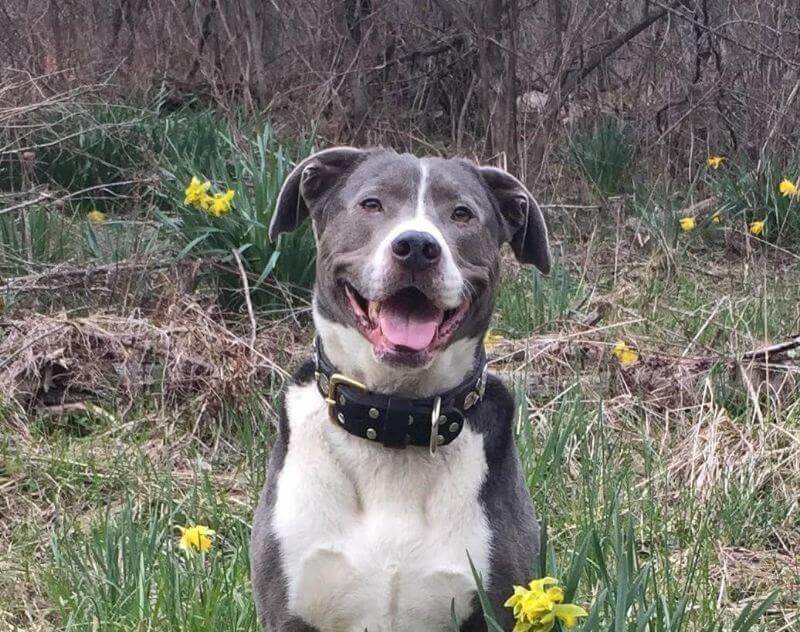 Mountain Cur dog breed