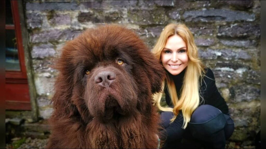 Newfoundland Dog Exercise Needs