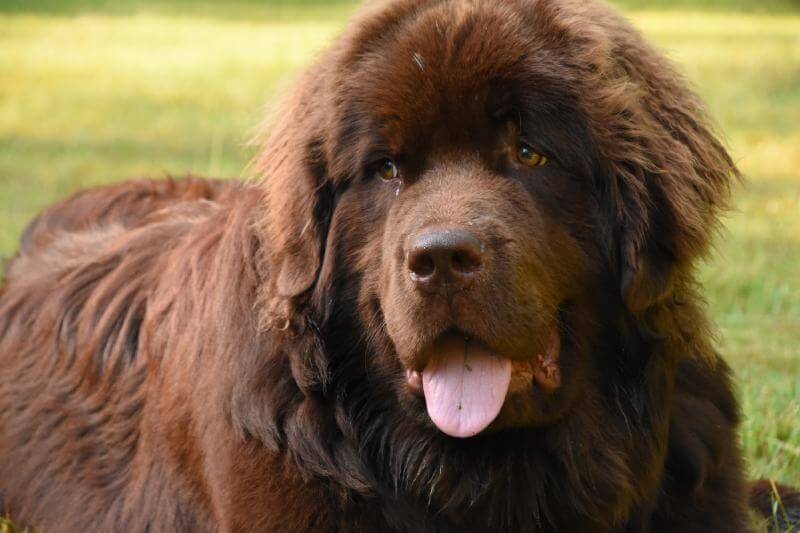 Newfoundland Dog