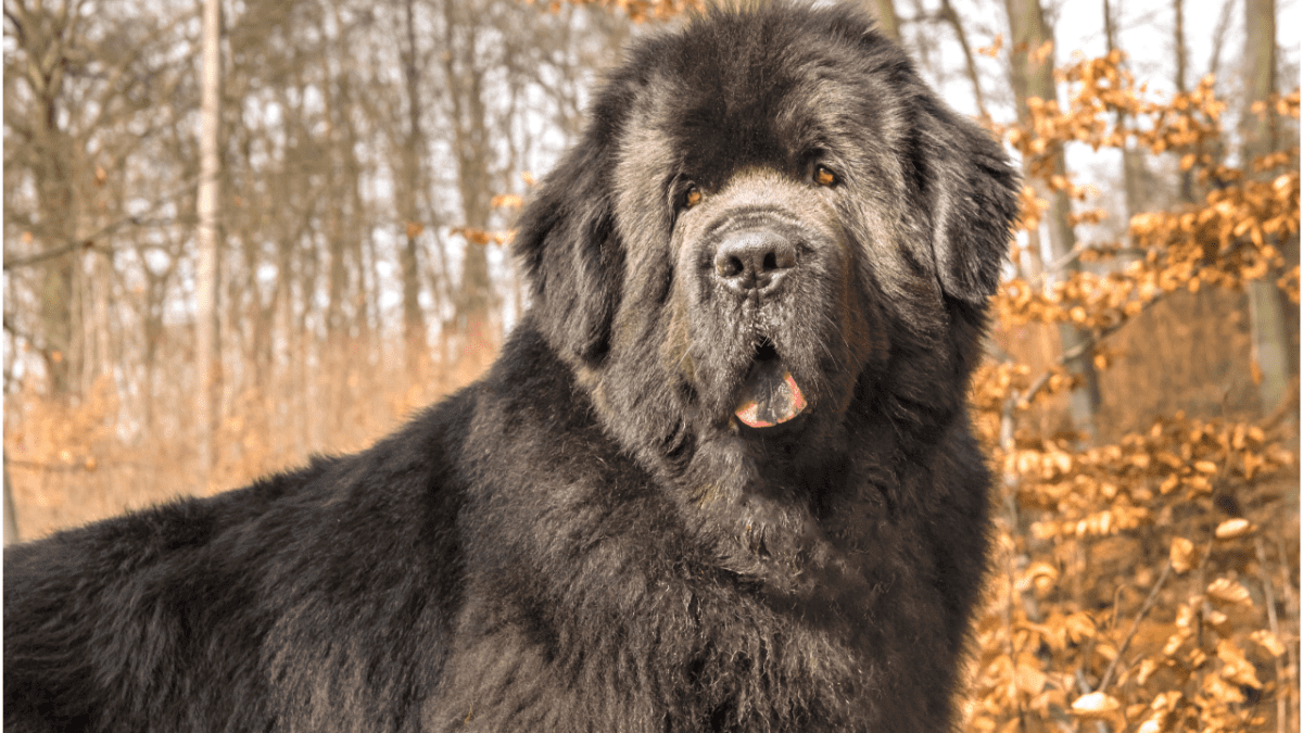 Newfoundland Dog