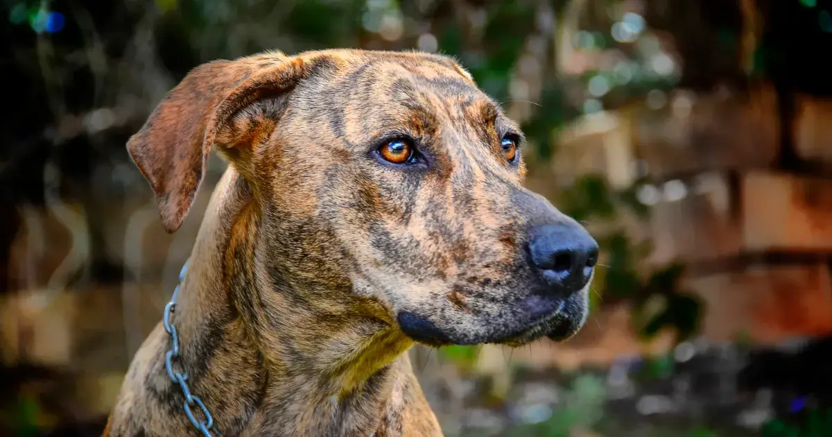 Plott Hound dog breed