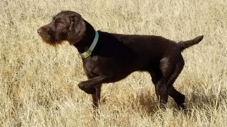 Pudelpointer Dog breed