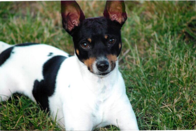 Rat Terrier Dog breed