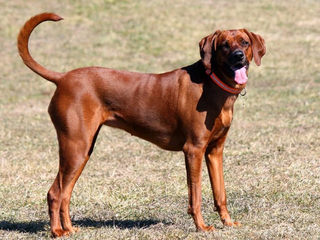 Redbone Coonhound Dog Temperament