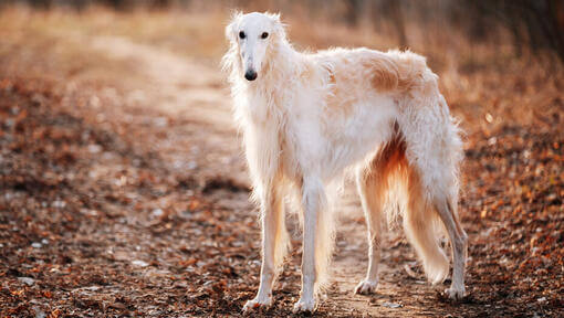Borzoi Dog