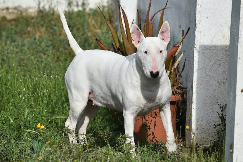 Bull Terrier dog