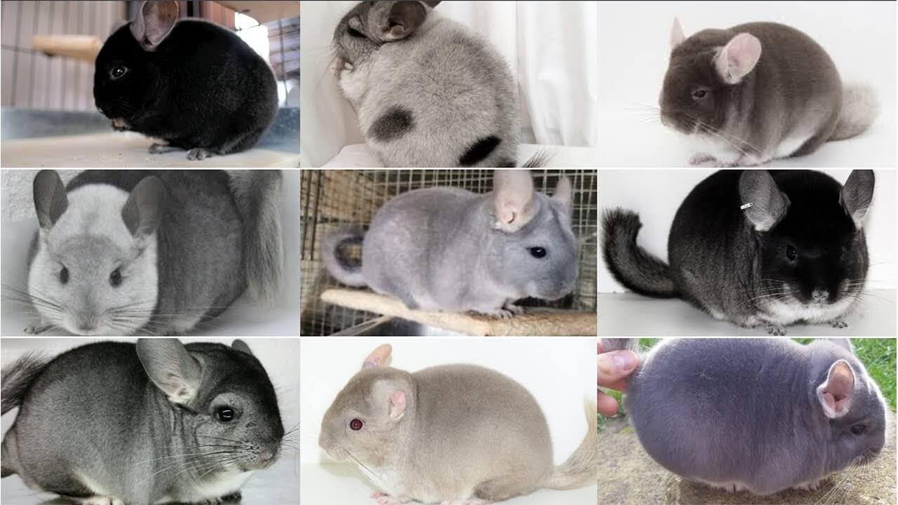 Chinchilla Colors