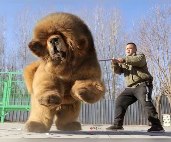 are tibetan mastiffs legal in the us