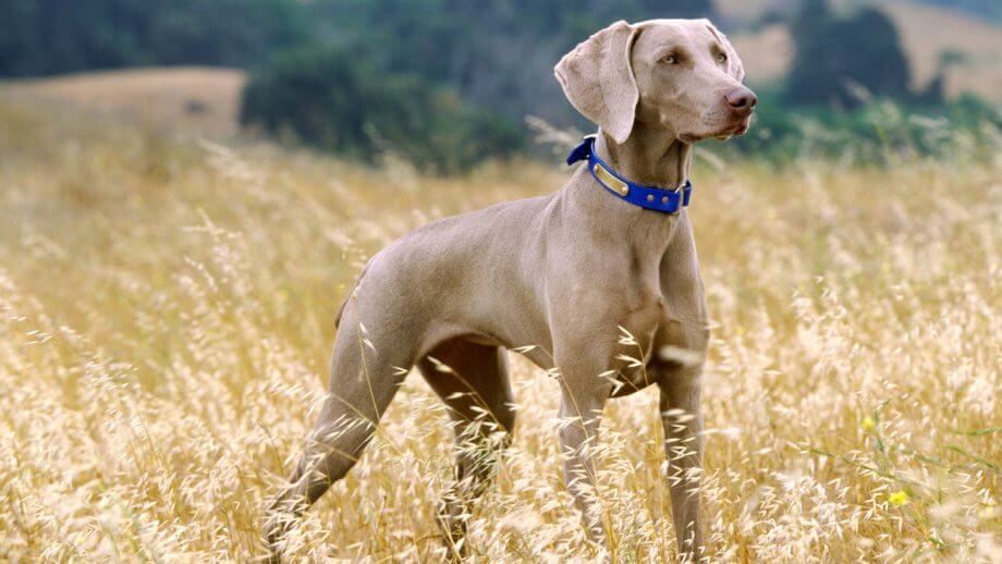 Weimaraner Dog Temperament and Personality