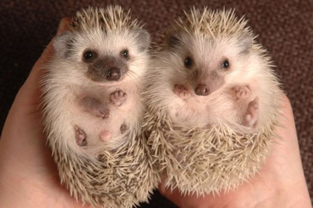 6 Small Pets That Are Good for Depression