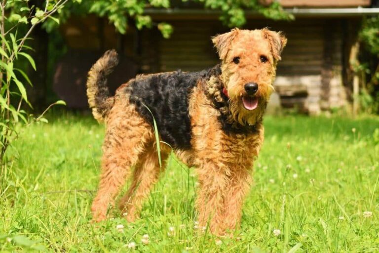 Airedale Terrier dog breed