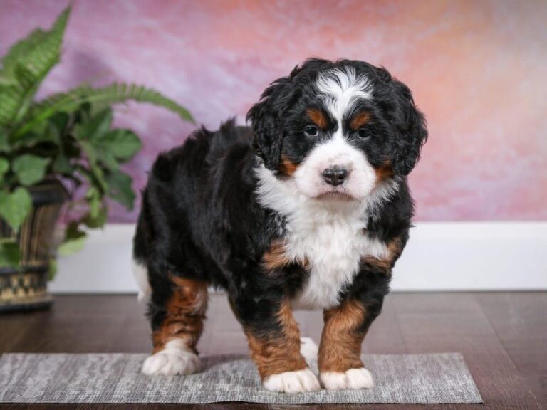 Bernedoodle dog breed
