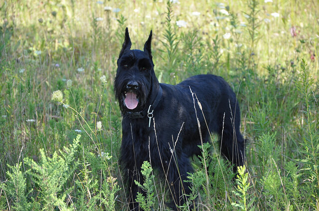 Giant Schnauzer dog breed