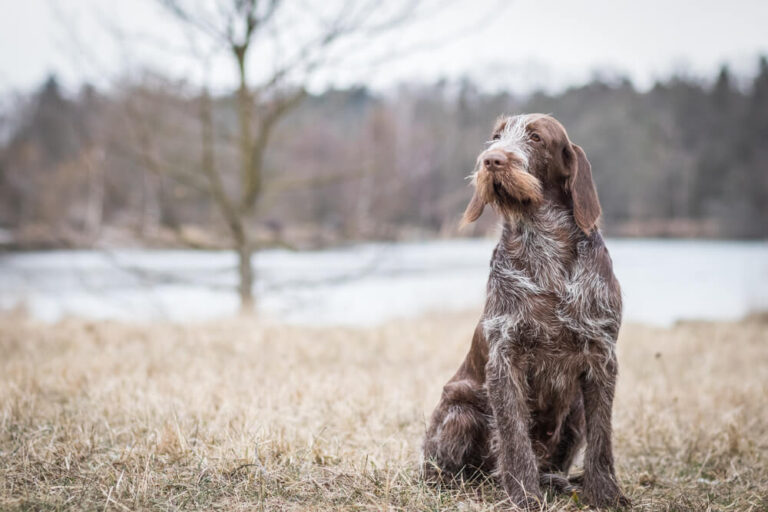 Spinone Italiano dog breed