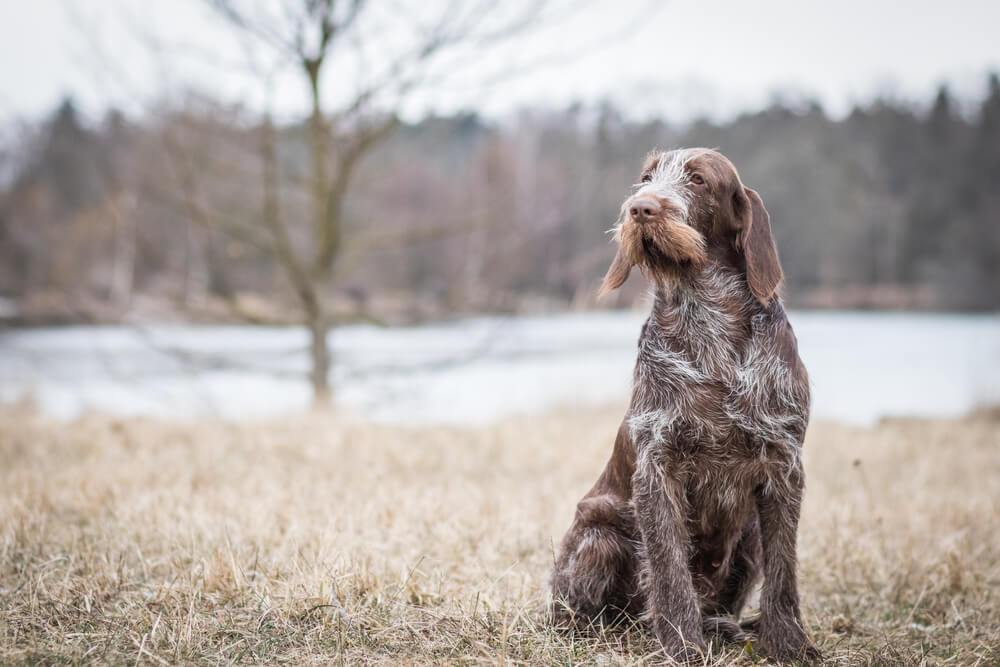 Spinone Italiano dog breed