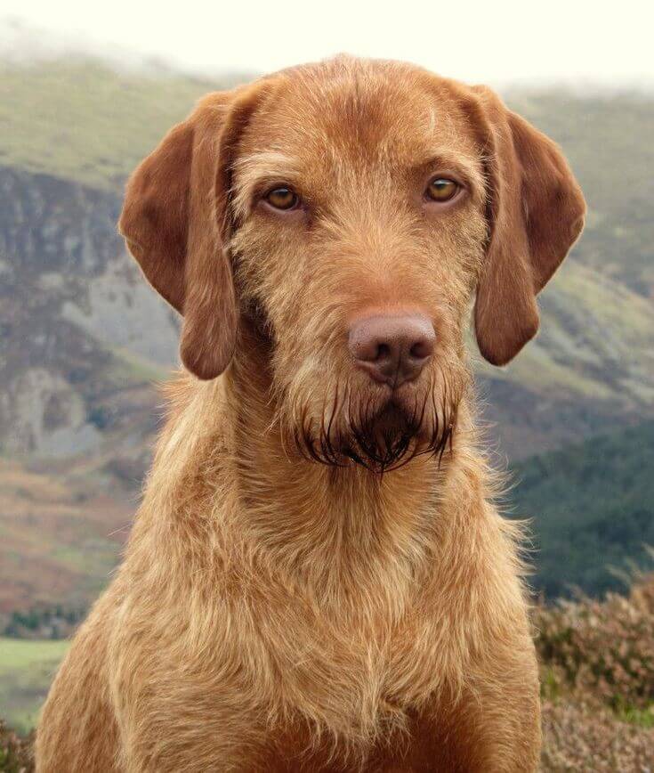 Wirehaired Vizsla Dog