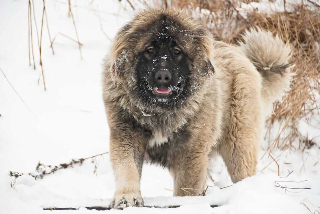 caucasian shepherd dog breed