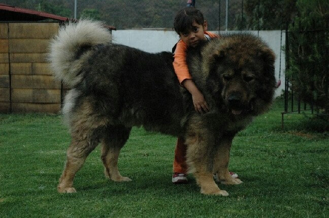 caucasian shepherd dog Temperament