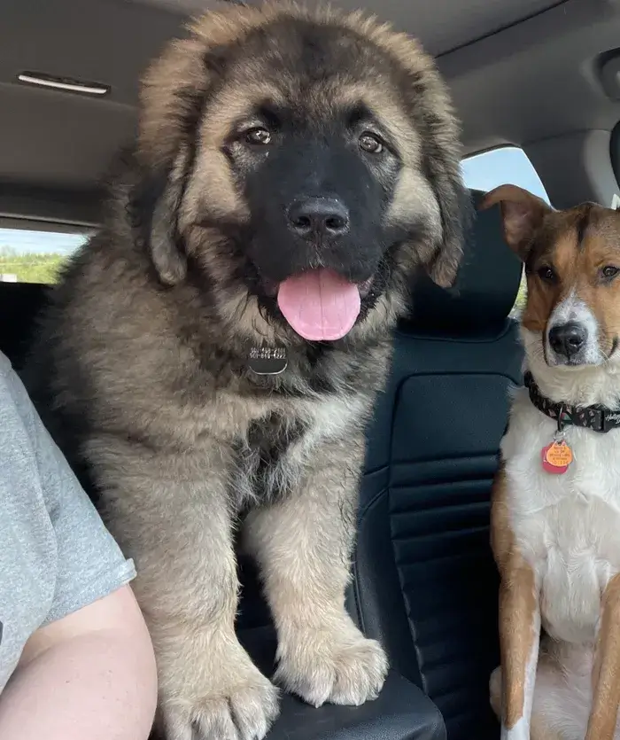 caucasian shepherd dog Characteristics