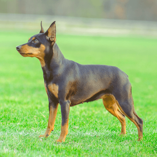 miniature pinscher dog Characteristics
