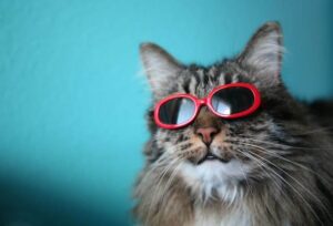 Boy Cat Names
