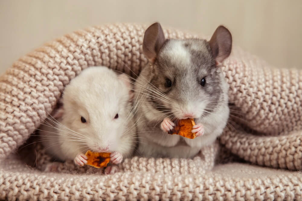 Chinchilla Pros and Cons
