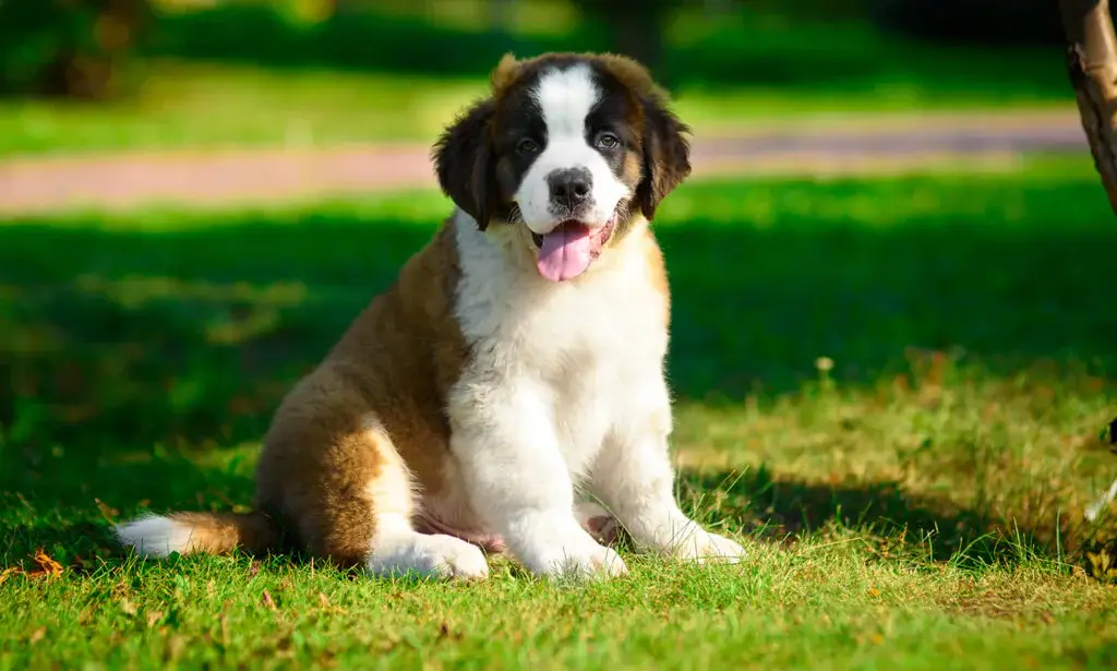 Saint Bernard dog
