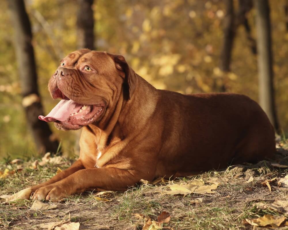 Dogue De Bordeaux Dog
