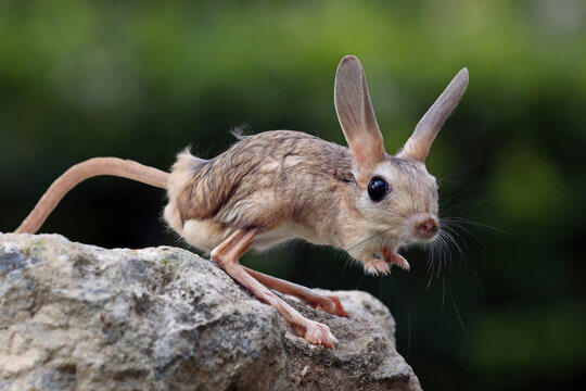 Jerboa