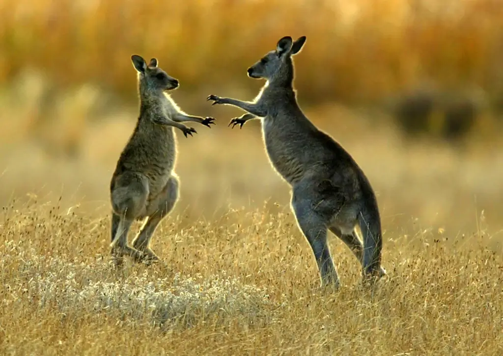 Kangaroo Behavior